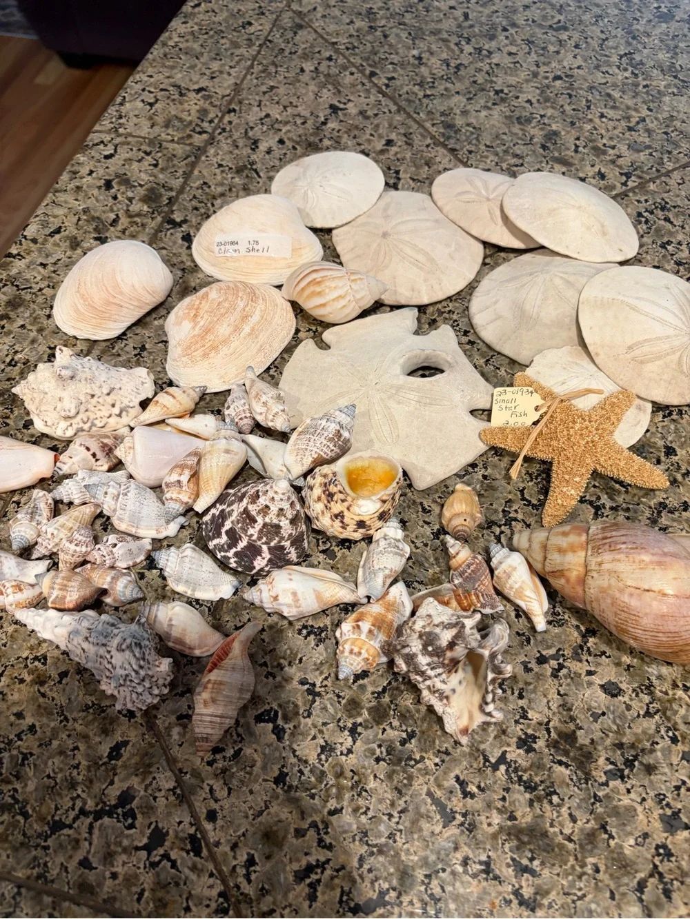 Natural Sea Shell Lot Starfish Sand Dollars Clam Shells Conch Shells